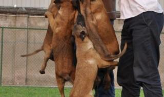 荷兰牧跟马犬的区别 训好的马犬价格