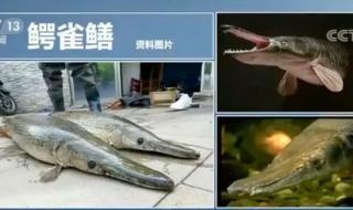 清道夫和鳄雀鳝谁厉害 鳄雀鳝的天敌是谁