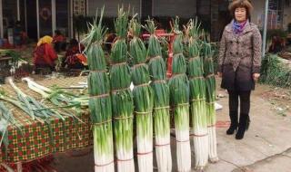 章丘大葱种植技术 山东大葱种植技术