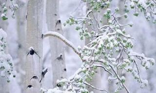 我爱你塞北的雪歌词 我爱你塞北的雪原唱